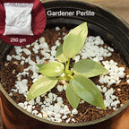 Paradise Perlite For Hydroponics & Horticulture Soil Conditioner (250 Gm)