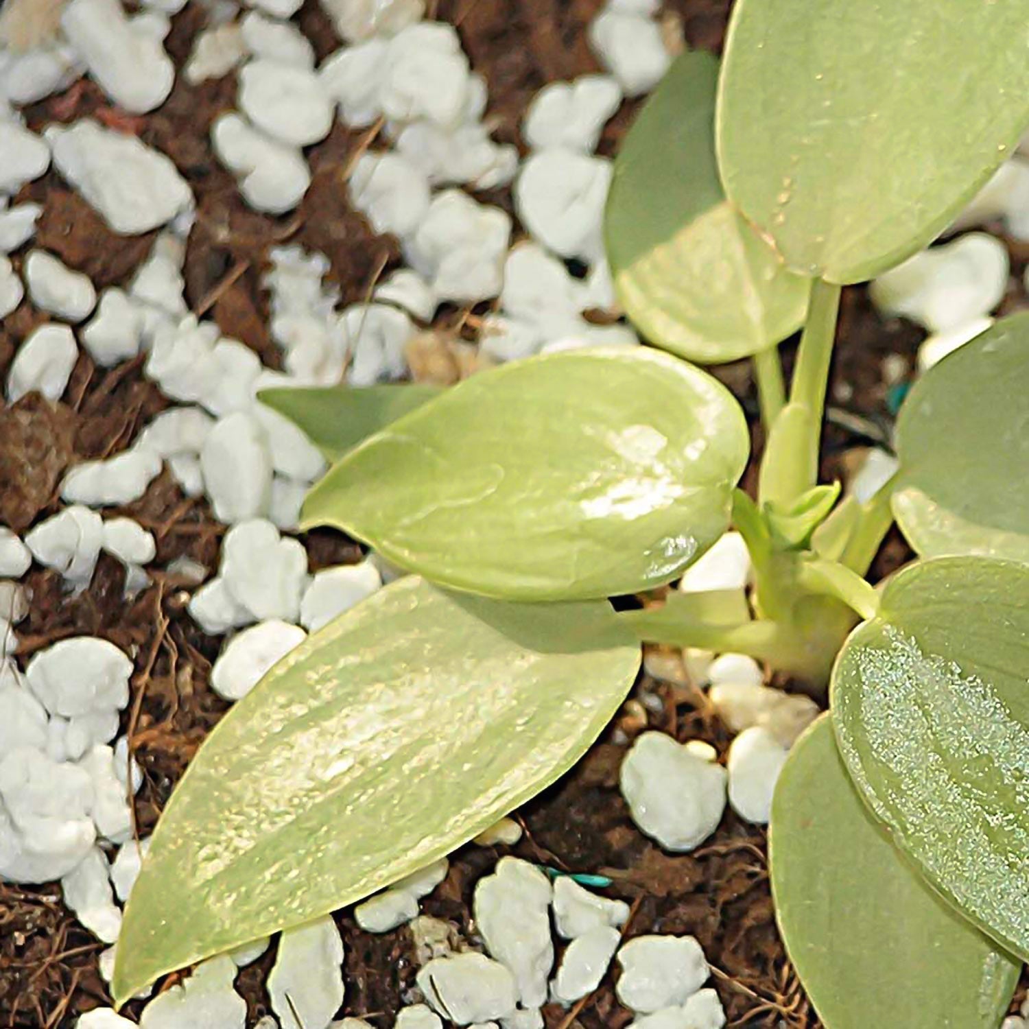 Paradise Perlite For Hydroponics & Horticulture Soil Conditioner (250 Gm)