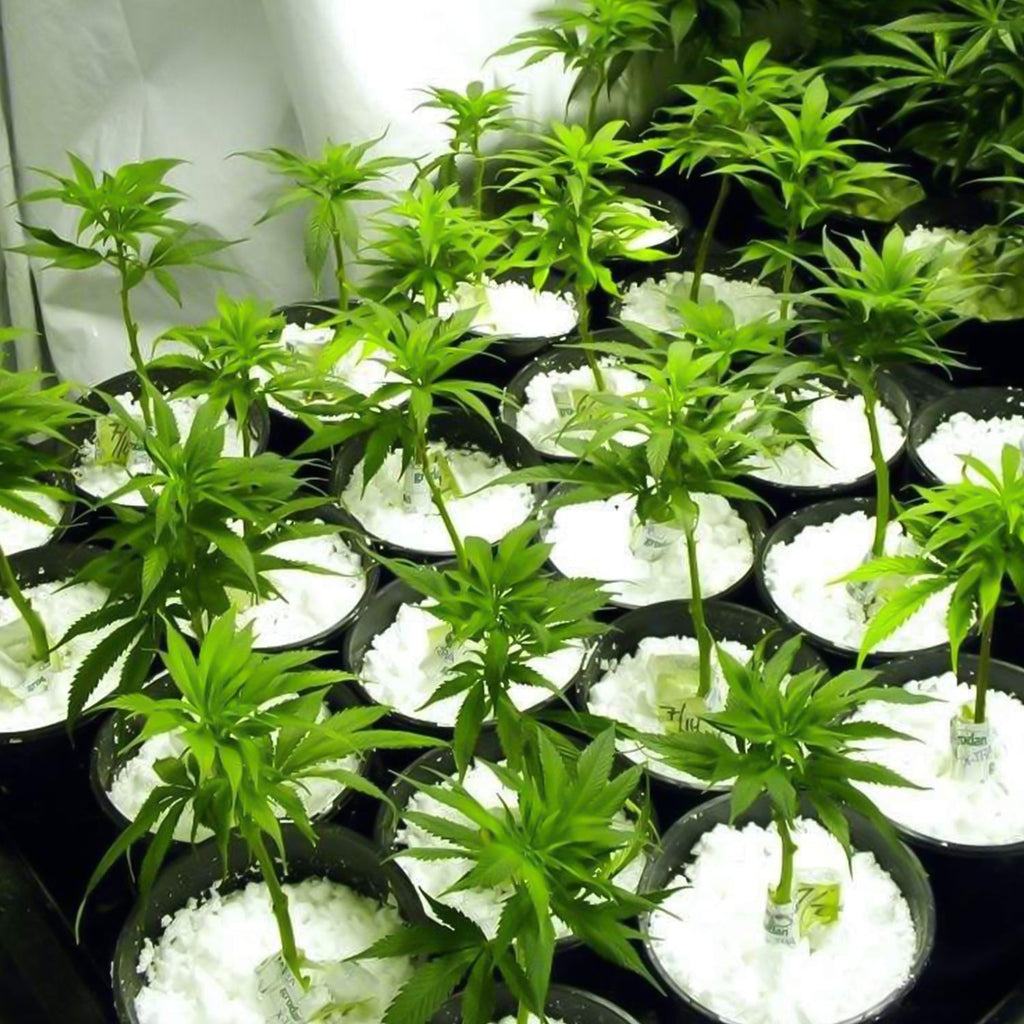 Paradise Perlite For Hydroponics & Horticulture Soil Conditioner (250 Gm)