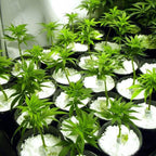 Paradise Perlite For Hydroponics & Horticulture Soil Conditioner (250 Gm)