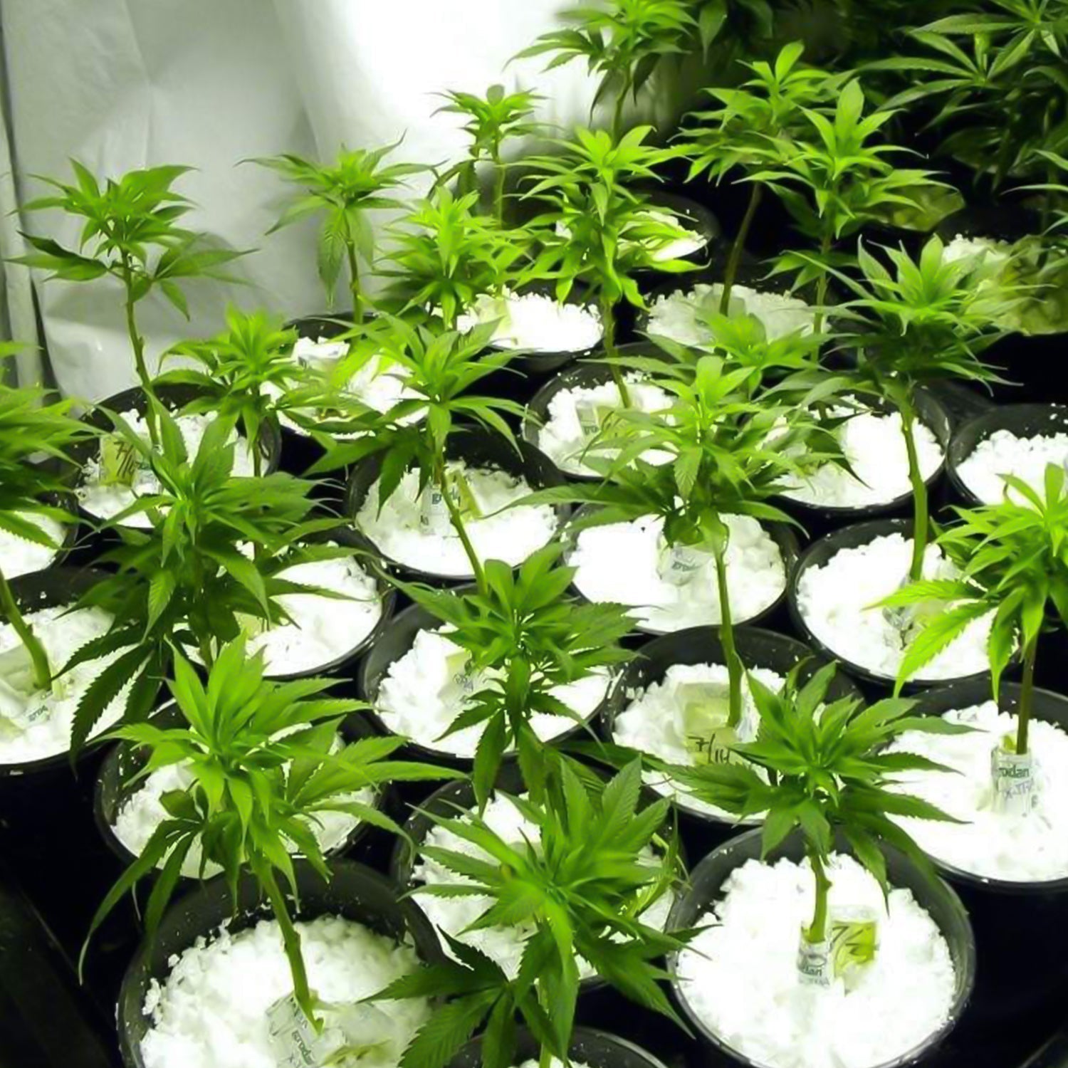 Paradise Perlite For Hydroponics & Horticulture Soil Conditioner (250 Gm)
