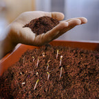 Cocopeat Block Organic Fertilizer & Potting Mixture 1kg