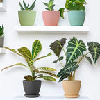 Plant planter Pot With Bottom Tray (5 Pcs Set)