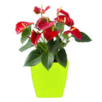 Pots Square Shape For Indoor / Outdoor Gardening