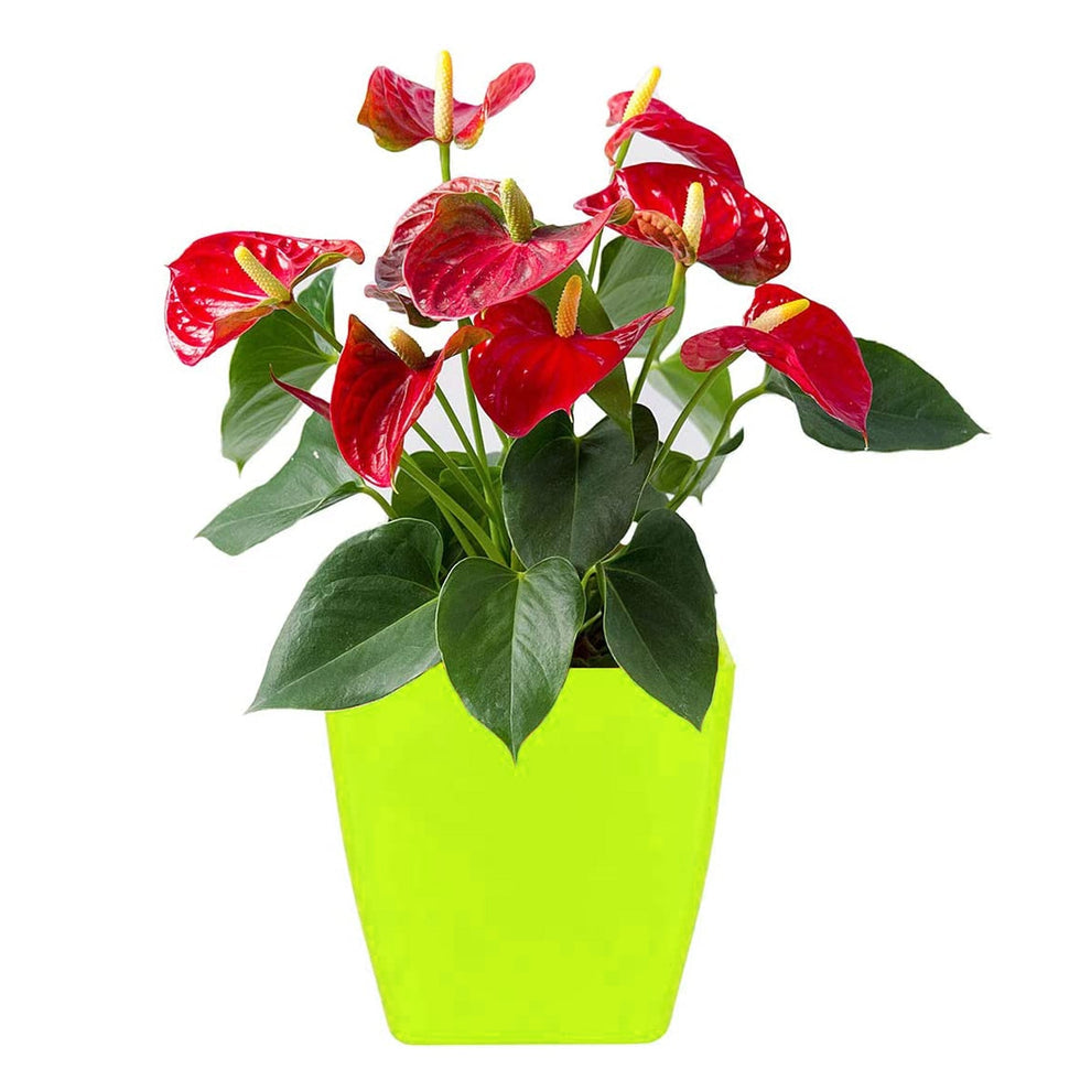 Pots Square Shape For Indoor / Outdoor Gardening